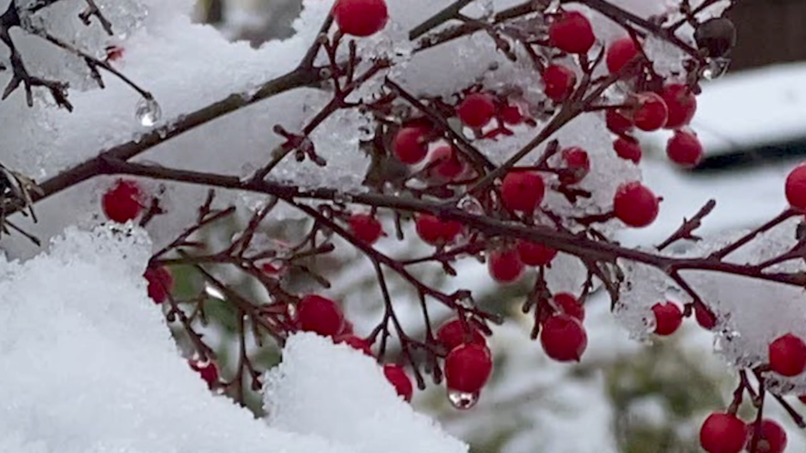 Red-berries2